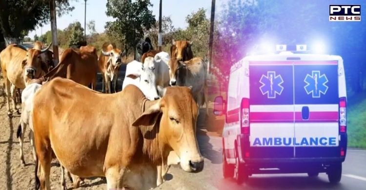 Uttar Pradesh to start ambulance service for cows