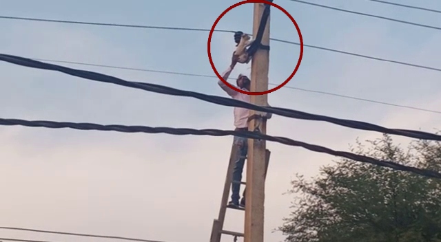 कुत्ते के डर से 50 फीट ऊंचे बिजली के खंभे पर चढ़ गया बिल्ली का बच्चा, ऐसे किया गया रेस्क्यू