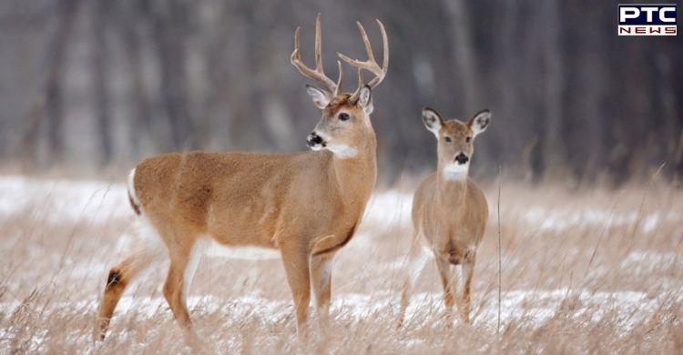 Canada: Covid-19 virus found in three Quebec deer
