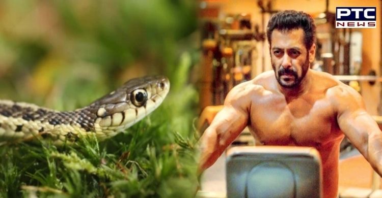 'Tiger bhi zinda hai, saanp bhi zinda hai', Salman Khan opens up on being bitten by snake