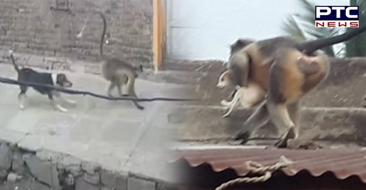 In this state, two monkeys 'kill' 200 puppies in act of revenge
