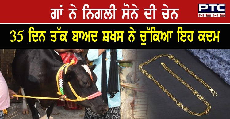 ਗਾਂ ਨੇ ਨਿਗਲੀ ਸੋਨੇ ਦੀ ਚੇਨ, ਪਰਿਵਾਰ ਕਰਦਾ ਰਿਹਾ ਗੋਹੇ ਦੀ ਉਡੀਕ, ਫਿਰ...ਦੇਖੋ ਕੀ ਹੋਇਆ