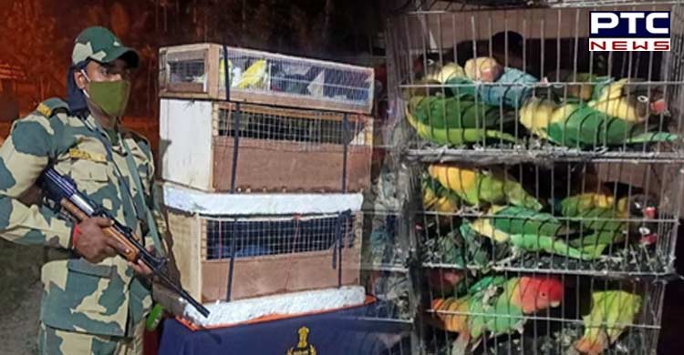 BSF rescues 140 parrots from smugglers on India-Bangladesh border