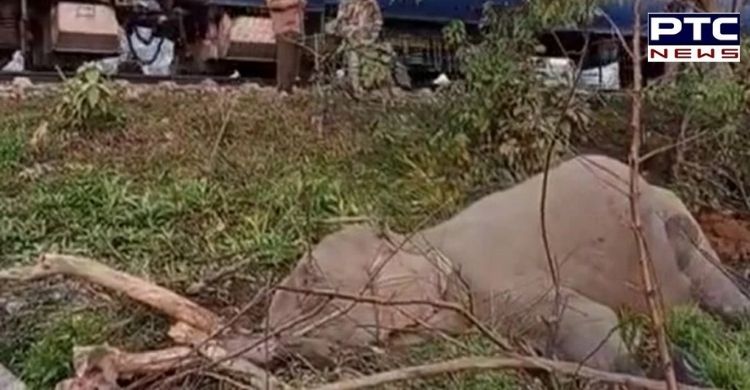 Elephant killed after being mowed down by train in Uttarakhand's Nainital