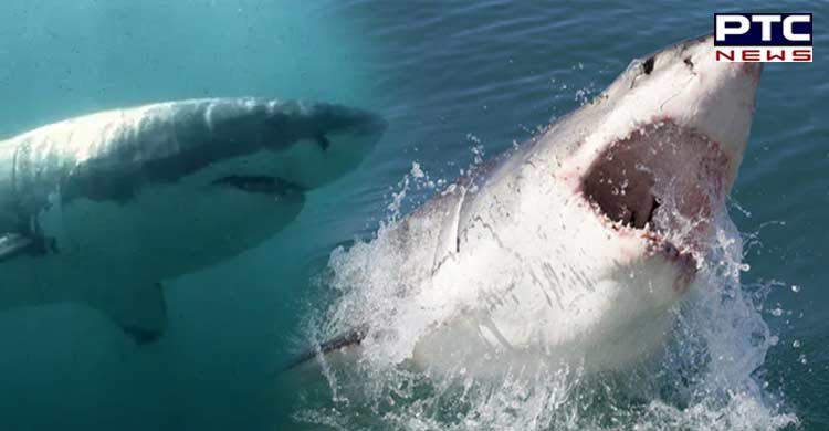 Swimmer attacked by shark in Australia's Sydney; beaches shut