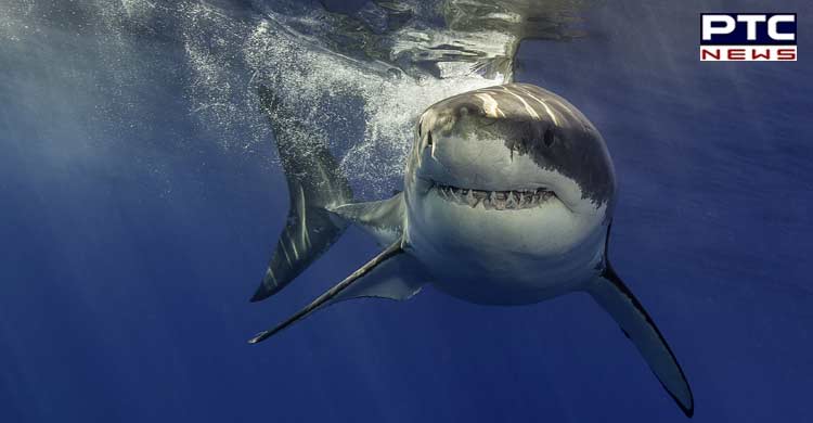 Swimmer attacked by shark in Australia's Sydney; beaches shut
