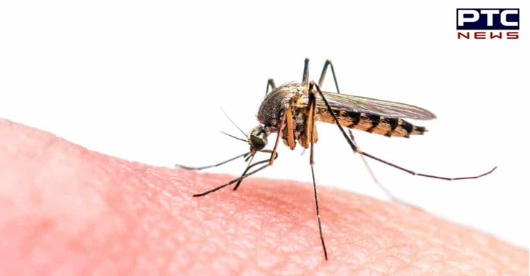 Mosquitoes are now adept to ignore repellents! Know why and how