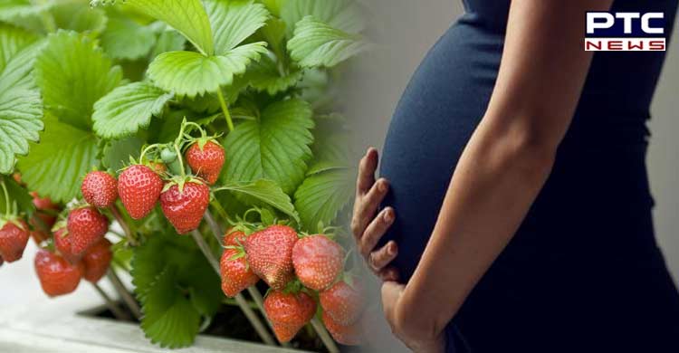 Health Tips : ਪ੍ਰੈਗਨੈਂਸੀ ਦੌਰਾਨ ਇਹ ਫਲ ਕਰੋ ਆਪਣੀ ਡਾਈਟ 'ਚ ਸ਼ਾਮਿਲ