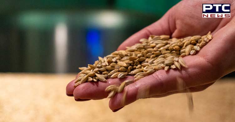 Wheat procurement in Punjab may be affected, wheat samples fail