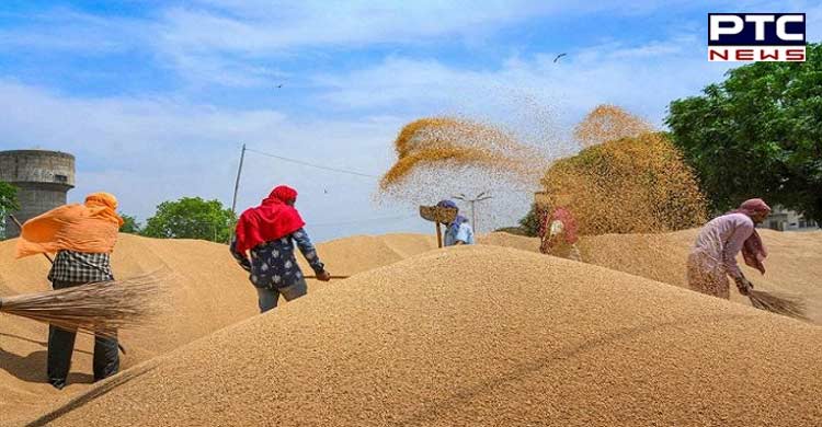 Wheat Procurement Breaks 5 Year Record In Punjab