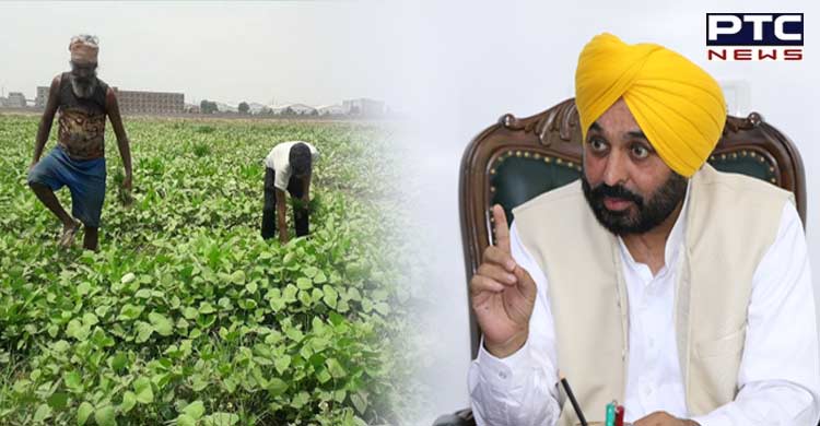 Centre’s nod to procure Moong crop in Punjab under Price Support Scheme