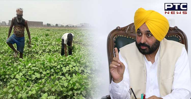 ਪੰਜਾਬ 'ਚ ਮੂੰਗੀ ਦੀ ਬਿਜਾਈ ਨੇ ਨਵਾਂ ਰਿਕਾਰਡ ਕੀਤਾ ਕਾਇਮ, ਪਿਛਲੇ ਸੀਜ਼ਨ ਨਾਲੋਂ 70000 ਏਕੜ ਵੱਧ ਰਕਬਾ ਮੂੰਗੀ ਦੀ ਕਾਸ਼ਤ ਹੇਠ