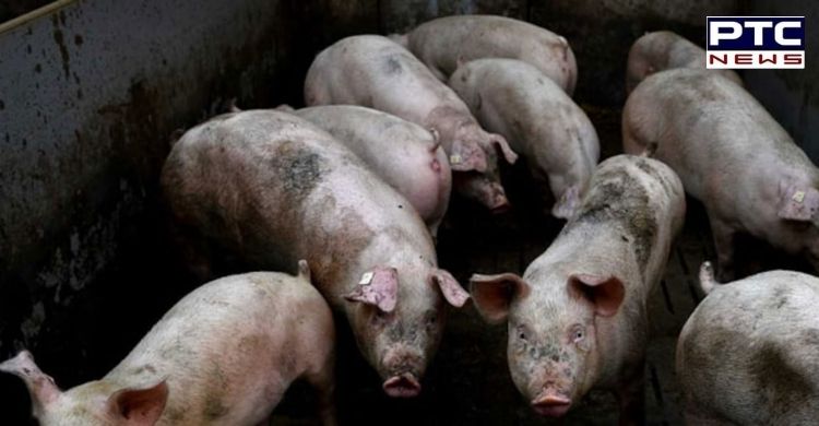 African swine fever outbreak in Nepal
