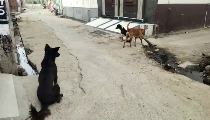 dog bite, Bahadurgarh, street dogs