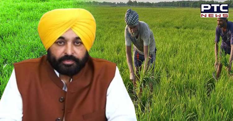 Direct sowing of paddy: Portal launched for Punjab farmers to avail subsidy benefit