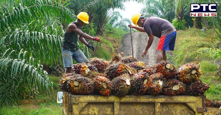 Indonesia to resume palm oil exports