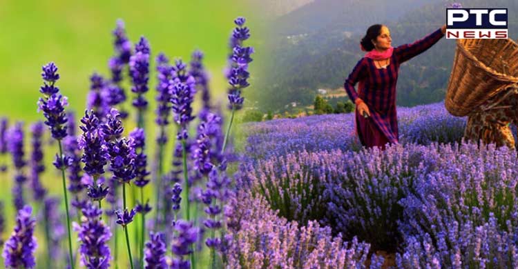 India's first Lavender festival held in J-K's Bhaderwah
