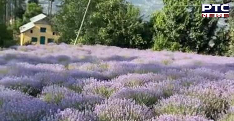 Lavender-festival-aims-at-promoting-agri-tech-startup---5