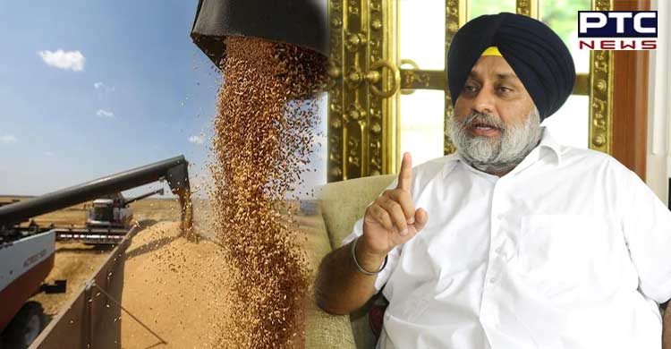 Sukhbir Badal slams ban on wheat exports, demands compensation for farmers