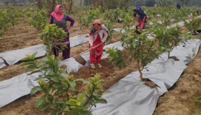 हिमाचल में जल्द लागू होगी पहली बागवानी पॉलिसी, अगले महीने के अंत तक तैयार होगा मसौदा