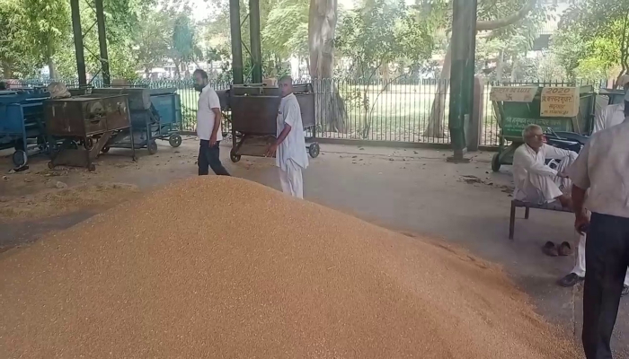 wheat procurement, sirsa mandi, sirsa, haryana, Center govt.