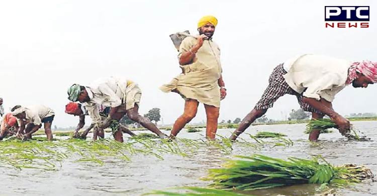 PSPCL promises 8-hour power supply to Punjab farmers for paddy transplantation