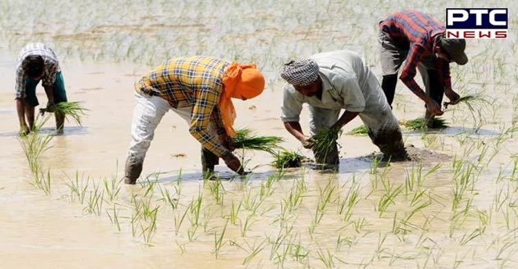 PSPCL promises 8-hour power supply to Punjab farmers for paddy transplantation