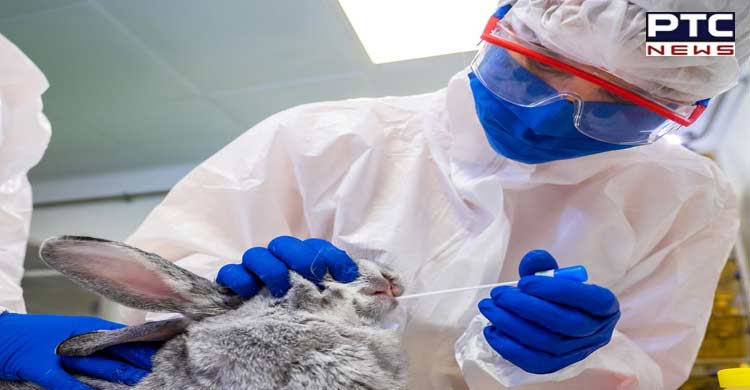 India launches its first Covid-19 vaccine for animals