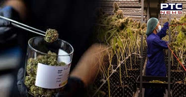 Thailand becomes 1st Asian country to legalise consumption, growing of marijuana