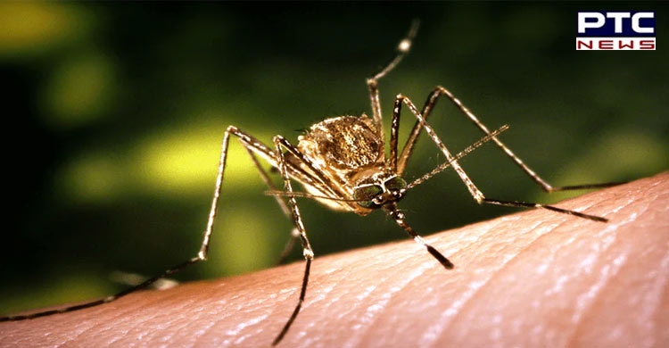Mosquito-borne disease Japanese Encephalitis claims 44 lives in Assam