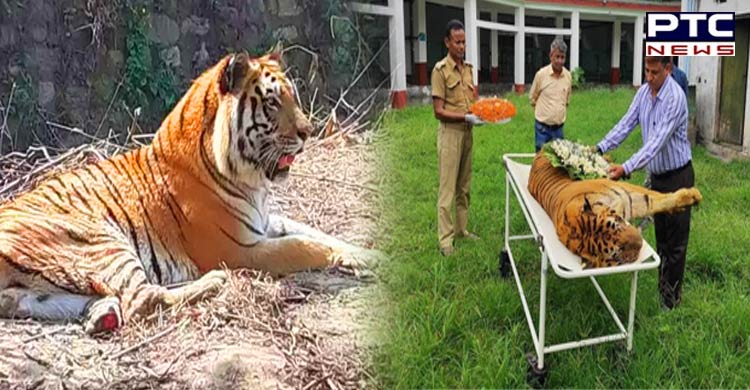 India's longest surviving tiger Raja is no more