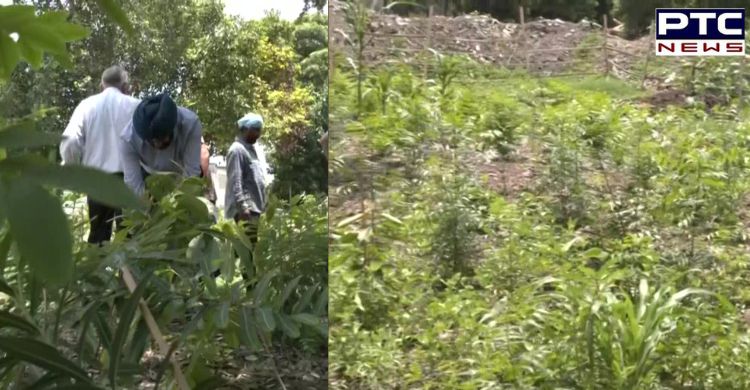 Garbage dump yard in Amritsar transformed into mini-forest