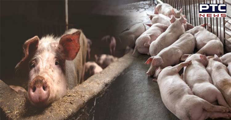 African swine fever reported in Kerala's Wayanad