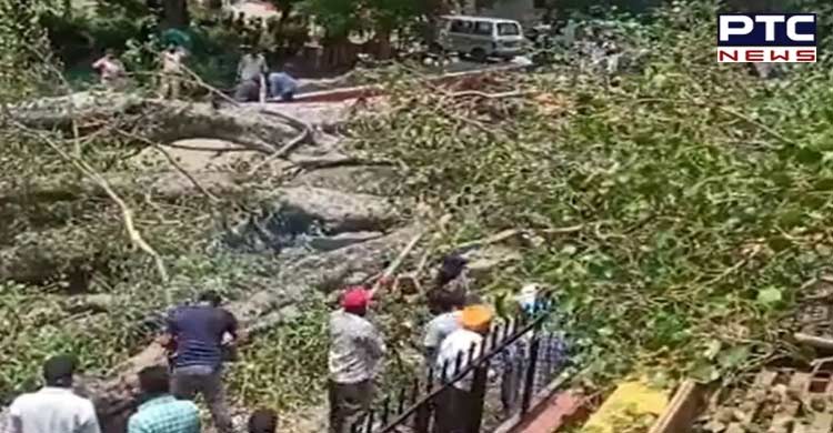Chandigarh Tree Falling Case: Youth Congress Demonstration Outside School Today