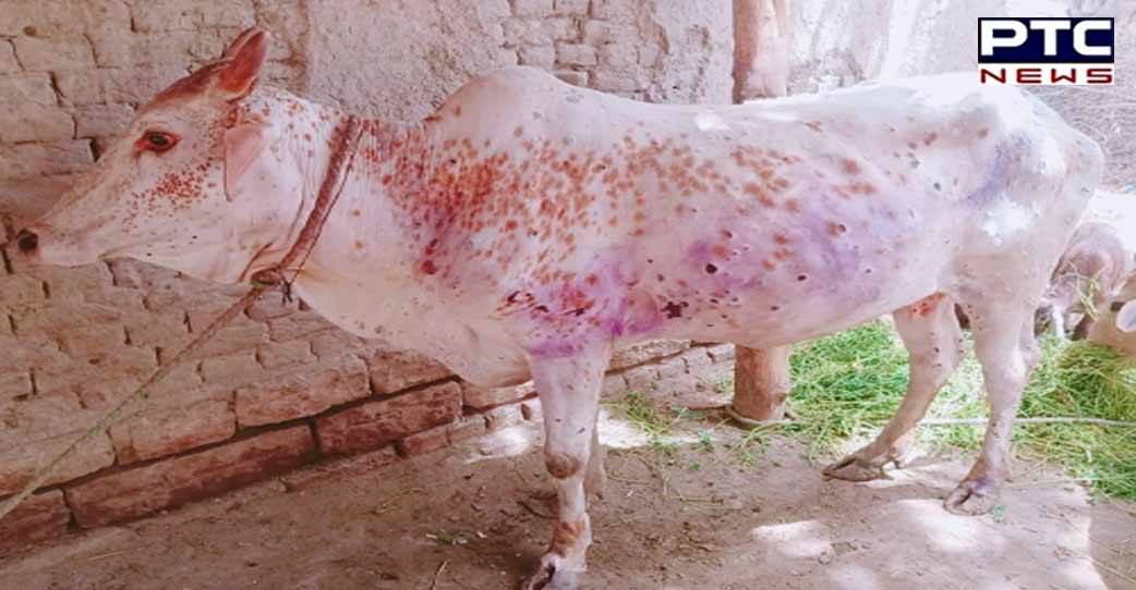 Lumpy pox disease spread in cattle increased the concern of animal husbandry