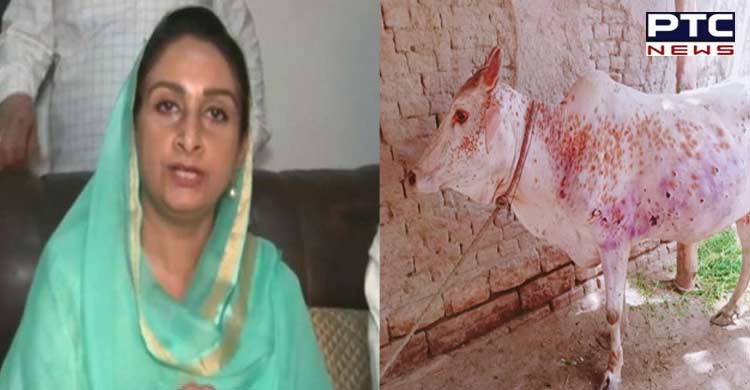 Lumpy Skin Disease: Harsimrat Badal slams Punjab govt, demands Rs 50k compensation