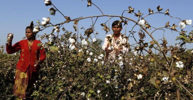 Punjab: Arhtiyas to launch protest against govt for cutting cotton commission to 1%