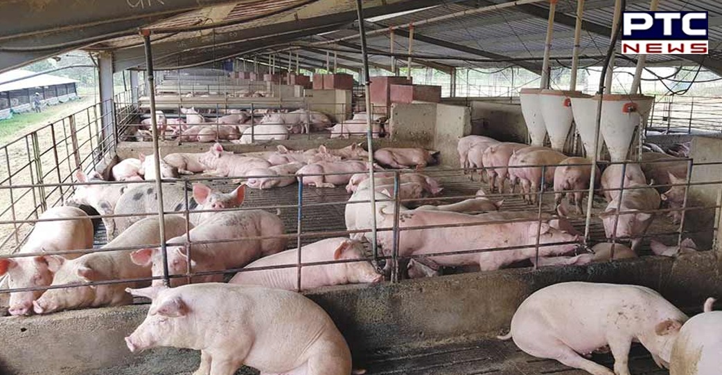 Punjab govt declares state 'controlled area' after African swine fever confirmed in Patiala