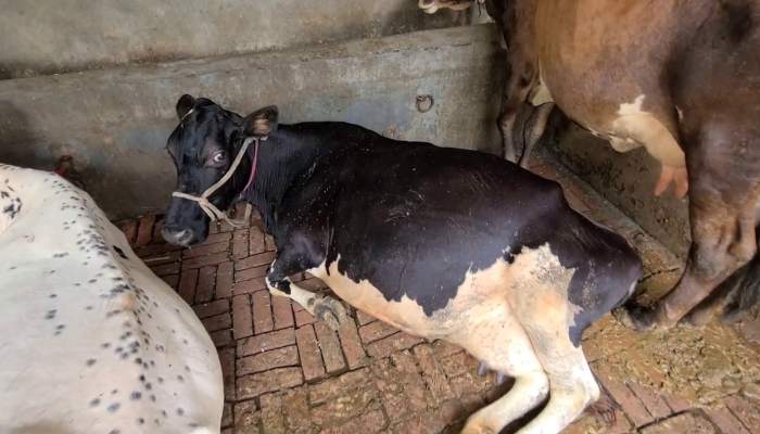 यमुनानगर: लम्पी बीमारी की चपेट में आई 2000 हजार गाय, 35 की हुई मौत