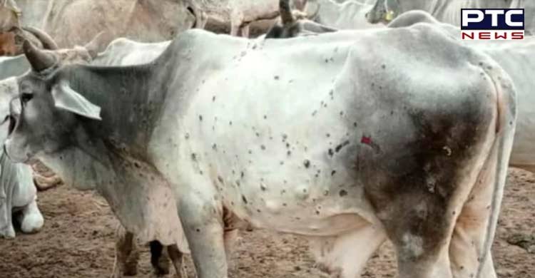 Lumpy Skin, Punjabi news, Milk Production, latest news, 92 New Cases Of Lumpy Skin Disease, Lumpy Skin Disease, Animals Died 