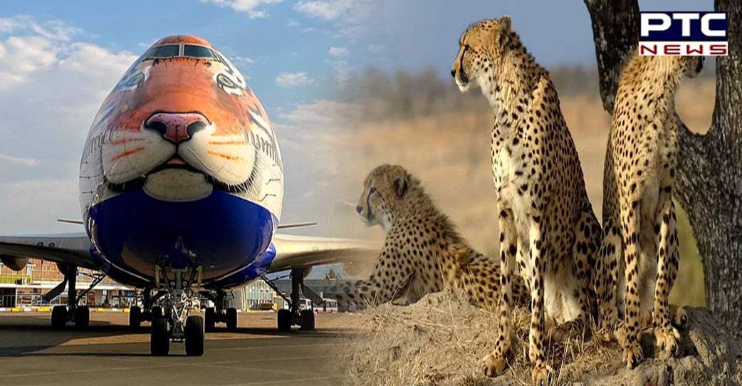 Special Tiger-faced customised jet reaches Namibia to bring cheetahs to India