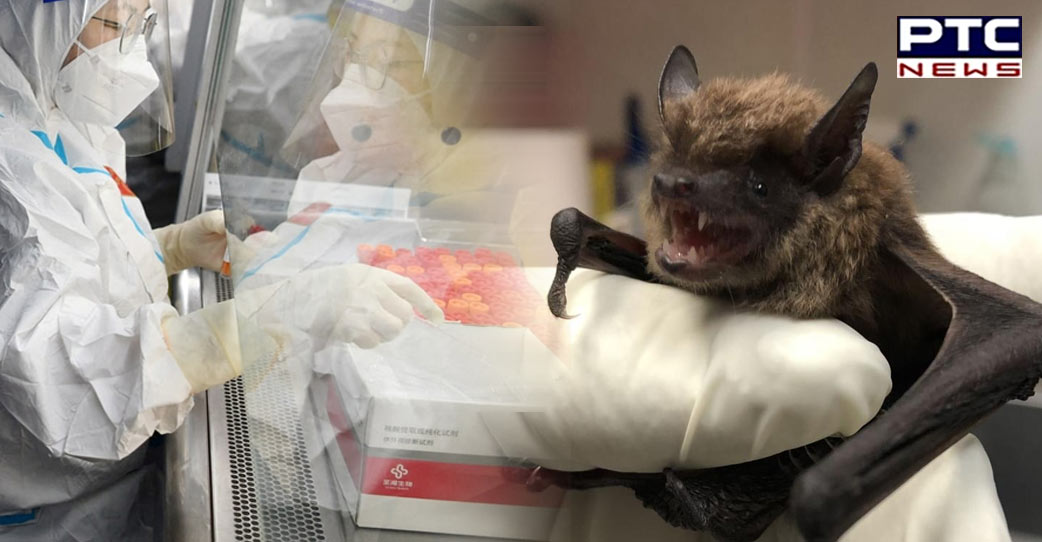 रूसी चमगादड़ों में दिखा कोरोना जैसा वायरस, वैक्सीन भी बेअसर...महामारी का रूप लेने की क्षमता