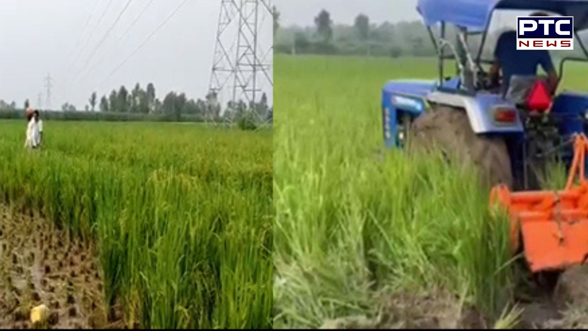 Punjab Govt to sell paddy crop damaged by Chinese virus