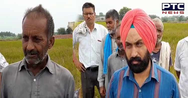 Punjab farmers worried as paddy crop in Patiala hit by Chinese virus; seek relief