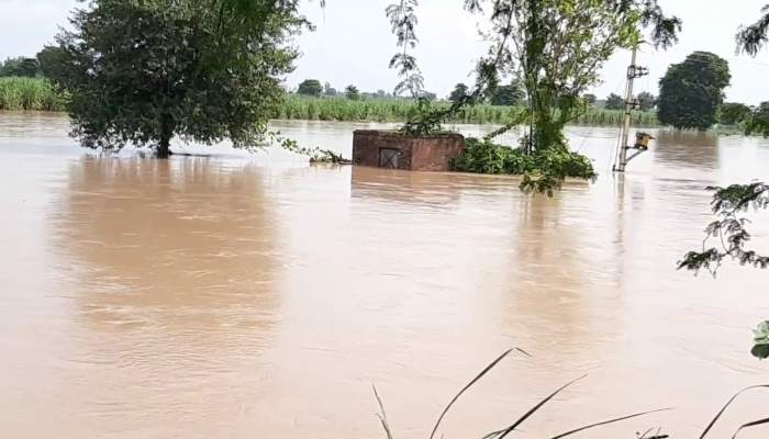 बाढ़ ने तोड़ी किसानों की कमर, हथिनीकुंड बैराज से छोड़े गए पानी के कारण जलमग्न हुई फसलें