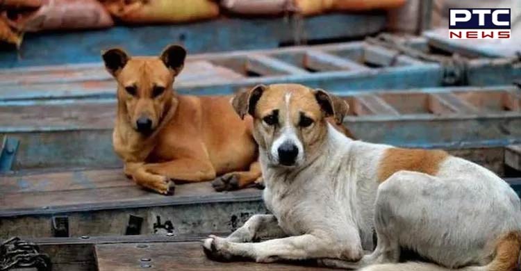 Stray dog menace: One-year-old succumbs to injuries in Noida