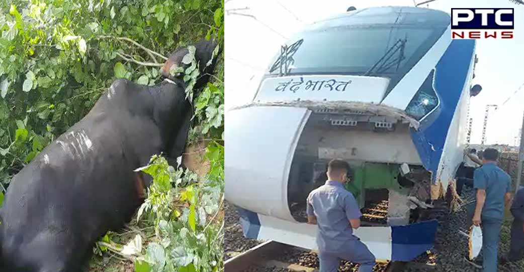 Mumbai-Gandhinagar Vande Bharat train delayed after cattle runover incident