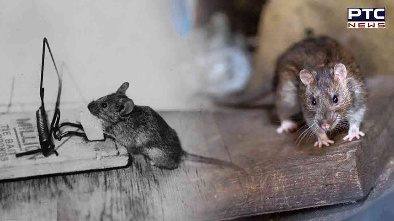 In UP's Badaun, man booked for killing rat