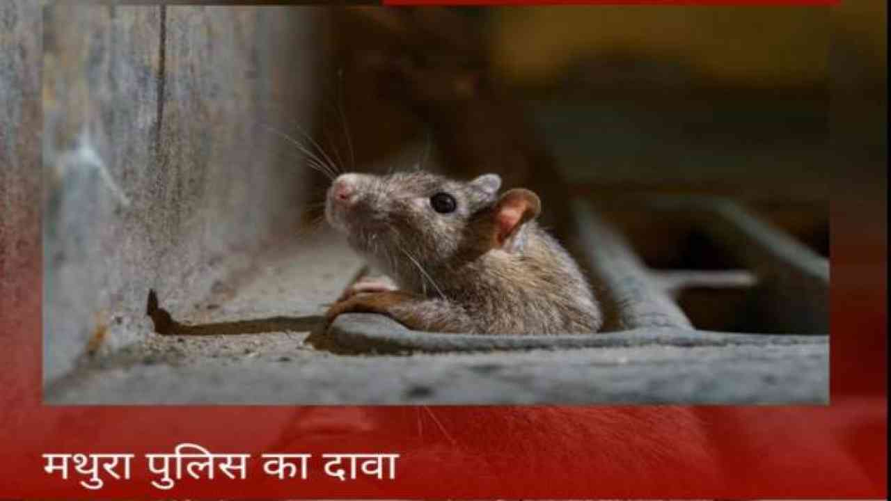 मथुरा में 581 किलो गांजा खा गए चूहे, कोर्ट में पुलिस की रिपोर्ट देखकर जज साहब में रह गए हैरान