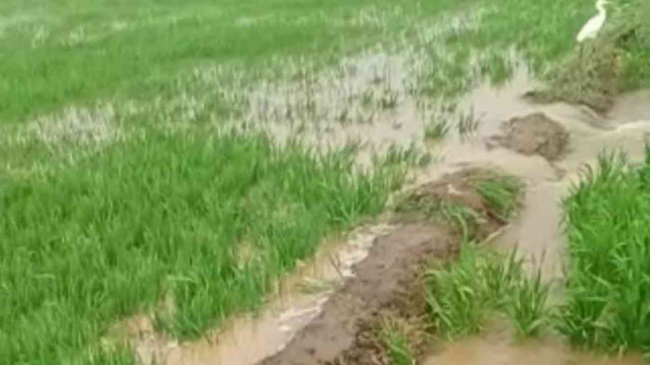 रोहतक के मायना गांव में नहर टूटने से 150 एकड़ में गेहूं की फसल बर्बाद, पानी रोकने गए किसाने की खेतों में मौत
